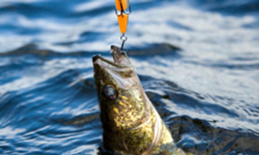 The Ultimate Choosing Walleye Baits and Lures Quiz