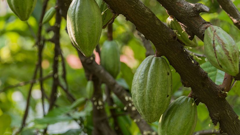 cocoa pods on tree