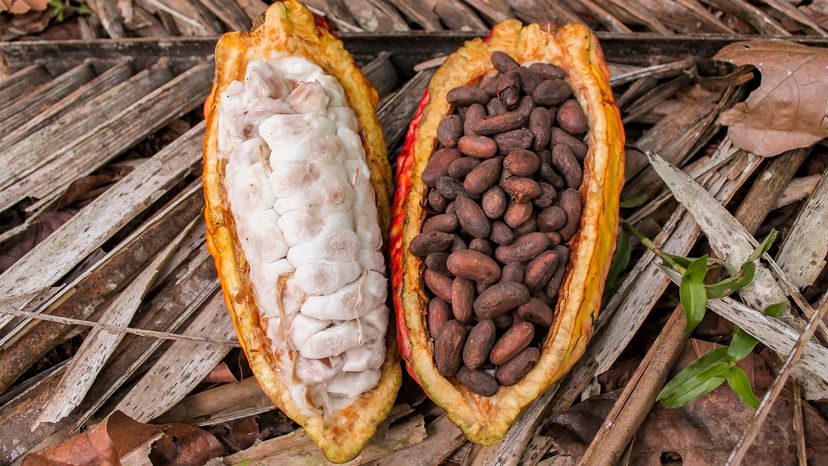 How to make chocolate on sale from cocoa beans