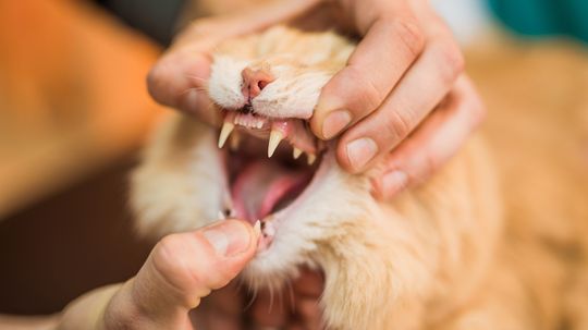 如何拯救一只窒息的猫＂border=