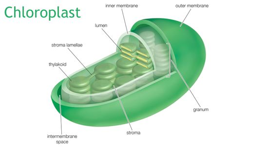 Chloroplasts Are the Plant Cells That Manufacture Energy
