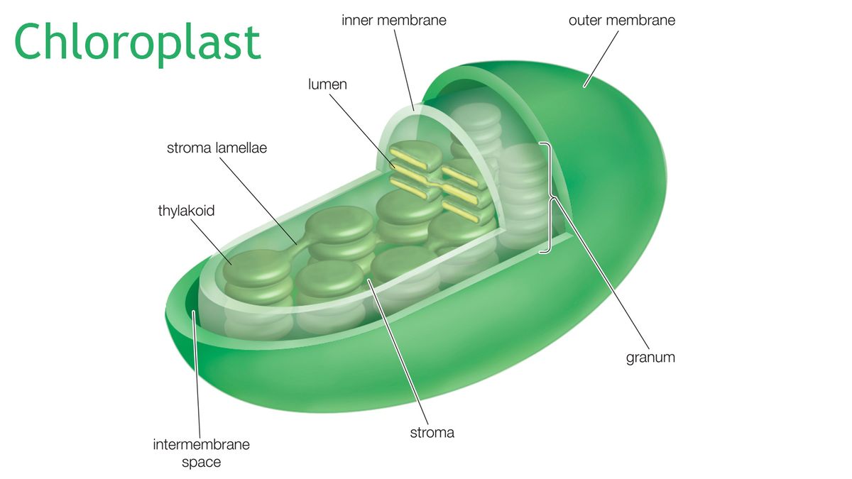 Diagrams to show arrangement of chloroplasts within cell, shown in