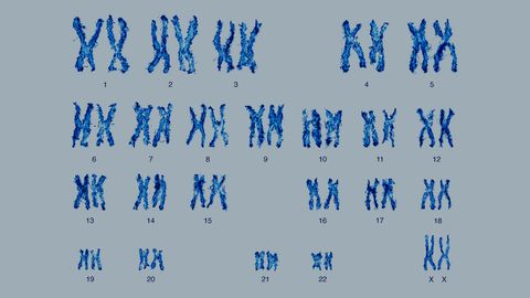 Why Do Most Humans Have 23 Pairs of Chromosomes? - Vimarsana News