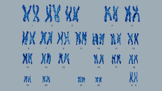 Why Do Most Humans Have 23 Pairs of Chromosomes?