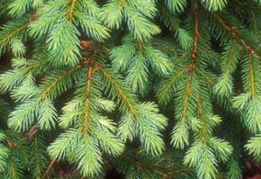 The branches of a Colorado Blue Spruce tree.