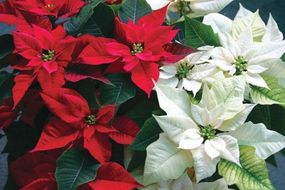 poinsettia in red and white