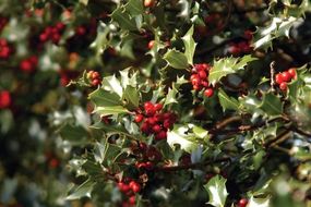 American holly