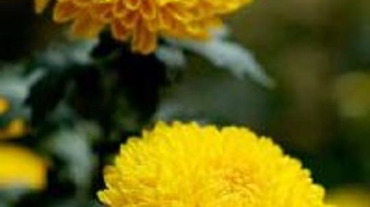 Chrysanthemum