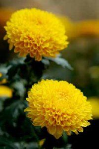 Chrysanthemum, Description, Types, Uses, & Taxonomy