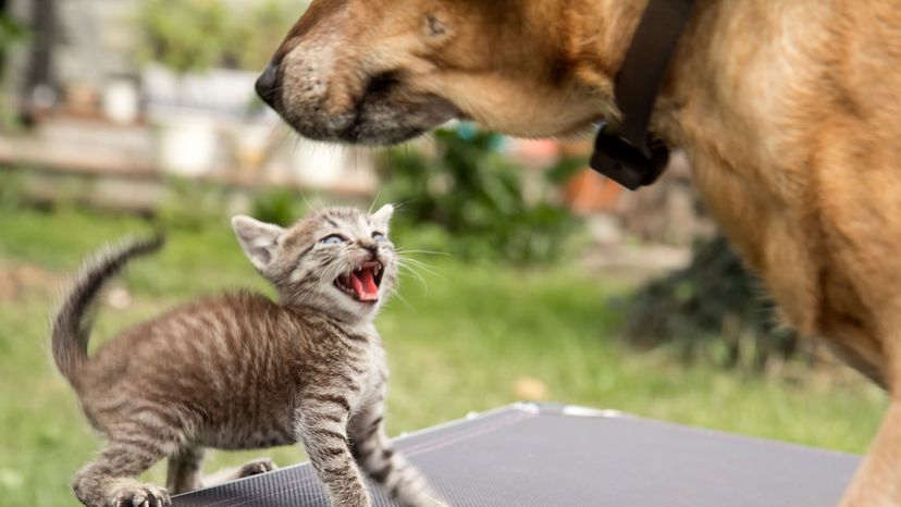 kitten attacking big dog
