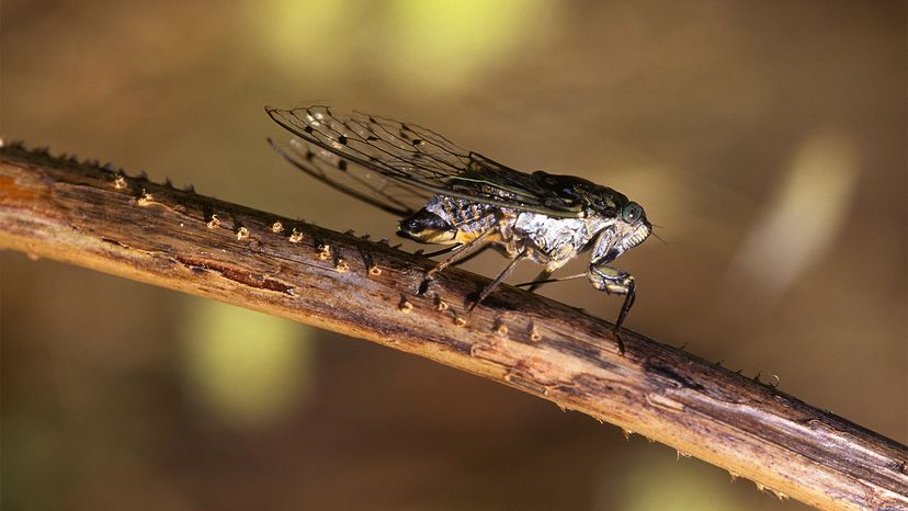 Cicadas: The Loudest Bugs in the World!, Biology for Kids