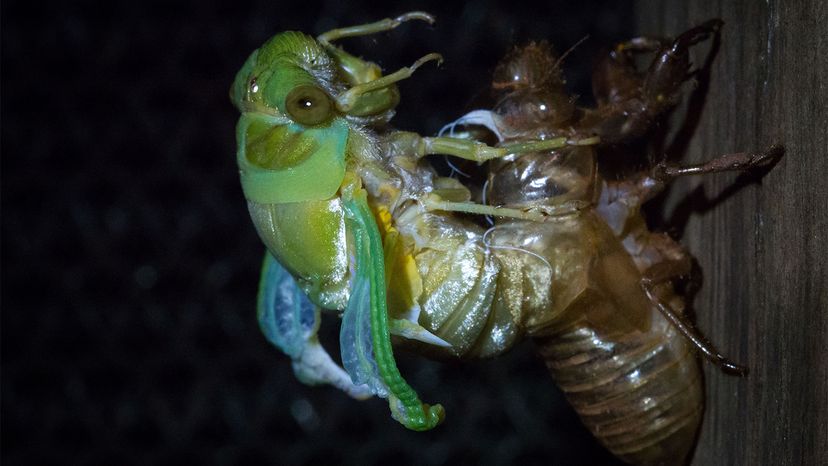 A Greengrocer cicada (cyclochila australasian) stretches its wings after breaking out of its exoskeleton. It is Australia's most recognized and loudest insect.
 Brad Leue/Barcroft Media/Getty Images 