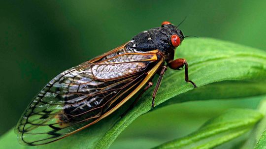 Billions of Brood X Cicadas Are About to Get Loud