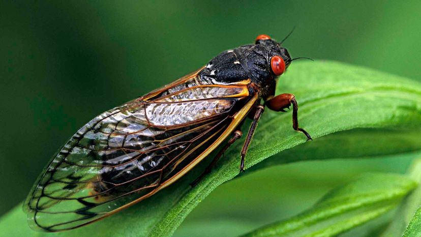 cicada