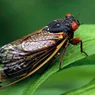 Billions of Brood X Cicadas Are About to Get Loud