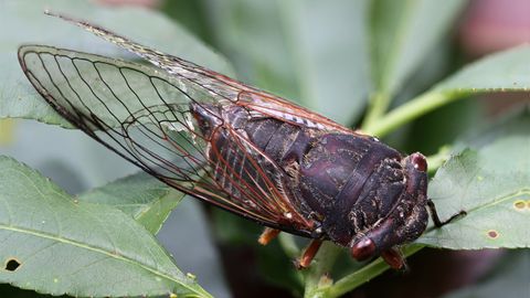 How Cicadas Work - Vimarsana News