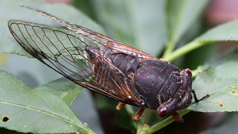 Cicada Bug