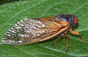 cicada