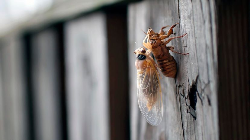 cicada