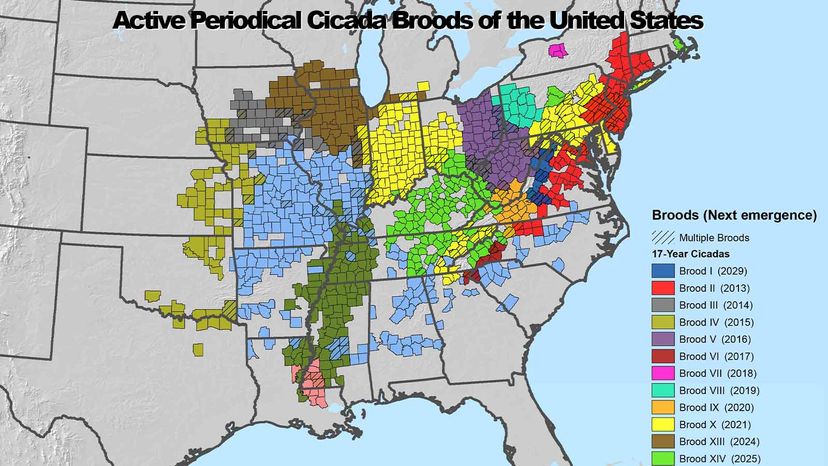 cicada brood map