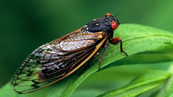 Why Are Cicadas So Noisy?