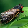 Why Are Cicadas So Noisy?