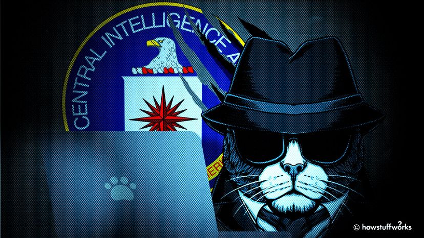 CIA, cat