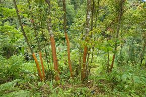 cinnamon plant harvest