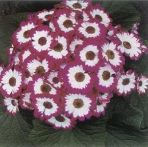 Cineraria has multicolored flowers and is best displayedwhen in bloom. See more pictures of house plants.