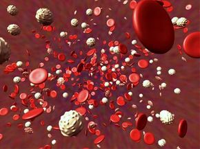 red and white blood cells