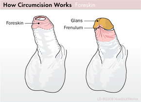 Penis Frenulum: Location, Function & Conditions