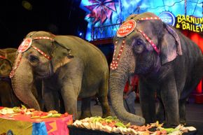 Elephants acts have been a part of the circus for years, but rising concern for the animals’ safety has forced Ringling Bros. and Barnum &amp; Bailey to retire the act within a few years.