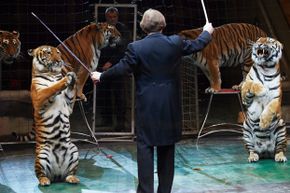 The thrill and inherent danger of performing with wild animals has kept big cat acts around for decades.