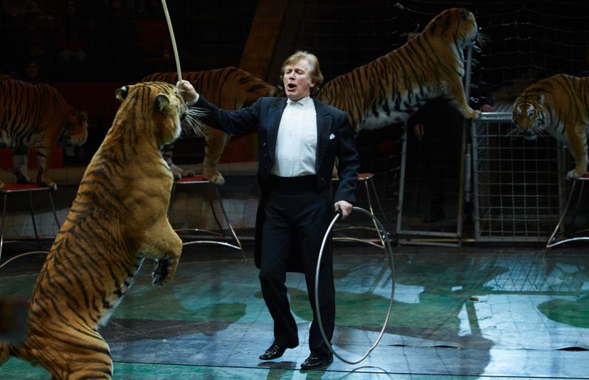 Circus trainer working with tigers