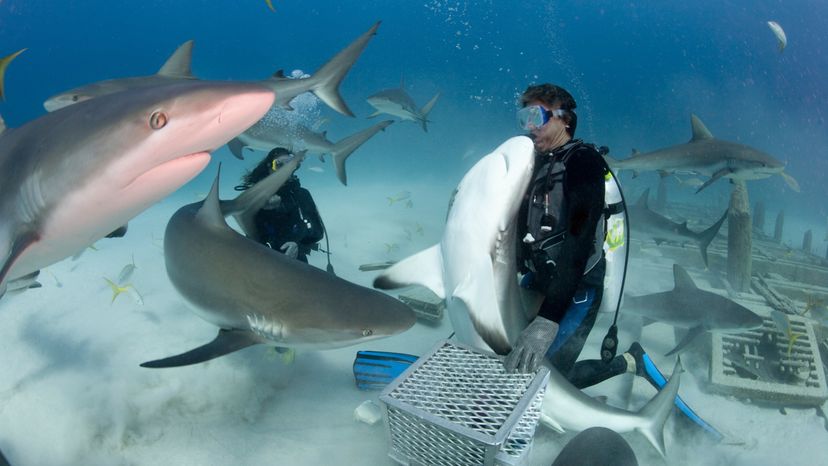 circling shark diving