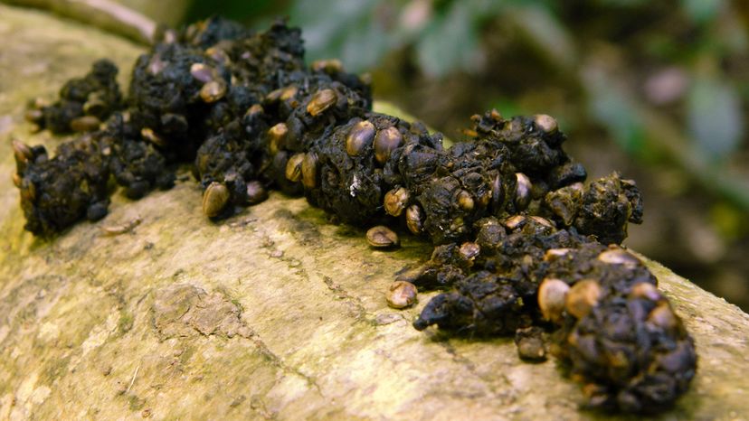 coffee beans in civet poop