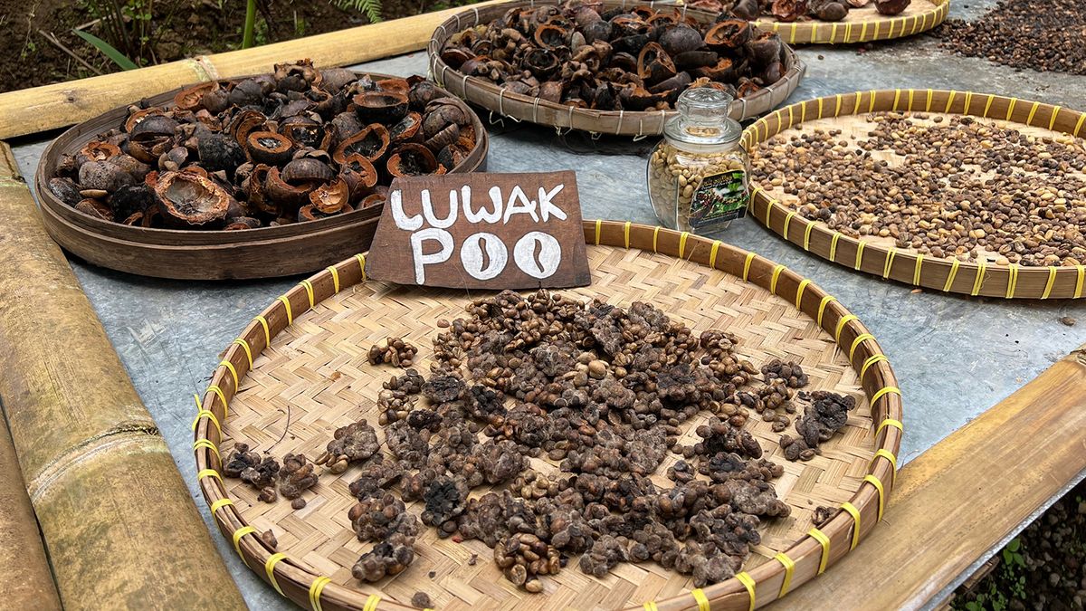 Kopi Luwak The Expensive Coffee Cruelly Made of Civet Poop HowStuffWorks