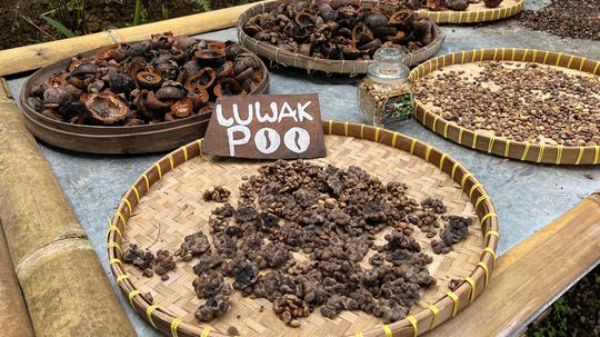 Kopi Luwak: The Expensive Coffee Cruelly Made of Civet Poop