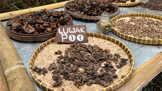 Kopi Luwak:昂贵的咖啡猫粪便制成的残酷”border=