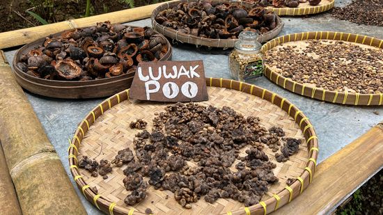 Kopi Luwak:昂贵的咖啡猫粪便制成的残酷”class=