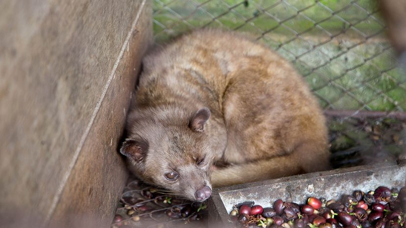 civet in captivity in battery cage&nbsp;