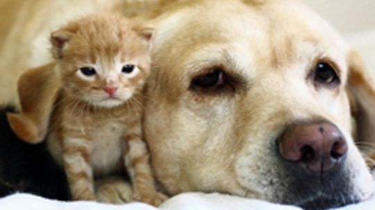 5 Tips for Cleaning Up Pet Hair