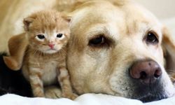 5 Tips for Cleaning Up Pet Hair