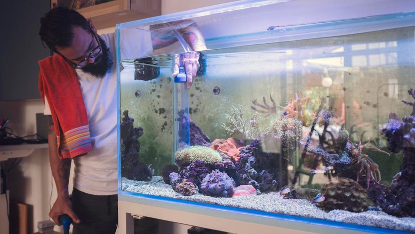 How to Clean and Maintain a Saltwater Aquarium