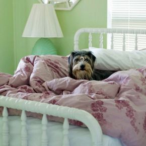 dog on comforter