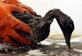 Saving wildlife, like this bird pulled from a 2007 spill in San Francisco Bay, is another factor in cleaning oil spills.