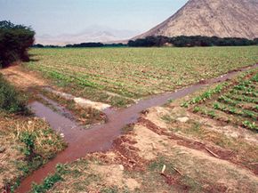 The ancient Peruvians probably used simple irrigation systems like those seen today in Supe Valley.