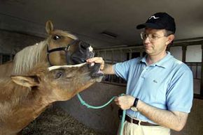 Prometea, left, the world's first horse clone, nuzzles the hand of Italian scientist Cesare Galli as her mother Stella Cometa looks on.