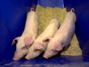 The FDA ruled that meat from cloned animals, such as these three cloned piglets, is safe to eat.