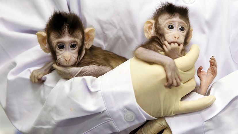 cloned monkeys Dolly method